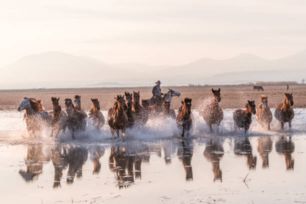 istock Wild Horses running in water 913445410