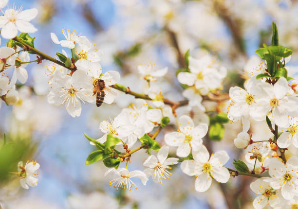 istock Honey bee on Cherry Blossom in spring with Soft focus, Sakura season- Spring abstract scenes. 913445920