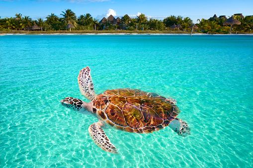 Holbox Island turtle photomount in Quintana Roo of Mexico