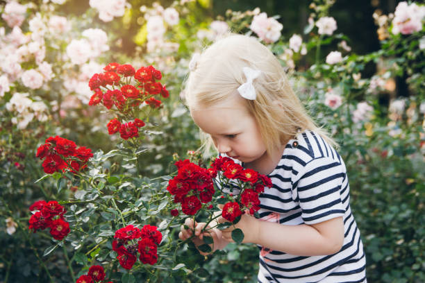 kleines mädchen, die duftenden rosen in einem sommerpark - rose family stock-fotos und bilder