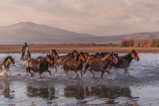 istock Wild Horses running in water 913449626