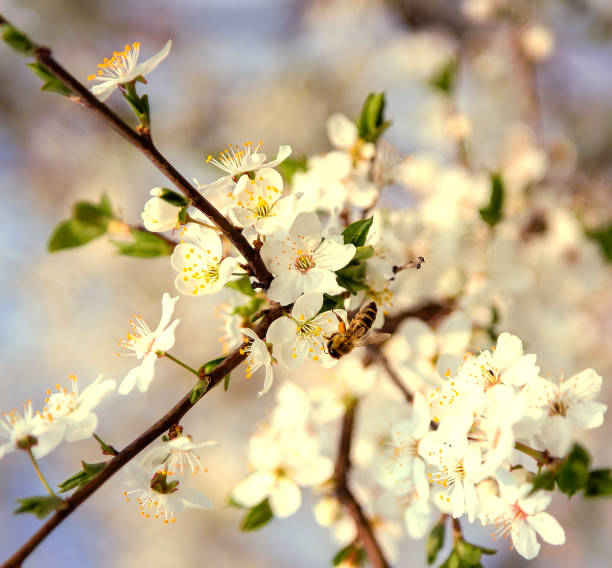 istock White cherry flowers on a blue sky, Honey bee flying - Spring abstract scenes. 913453354