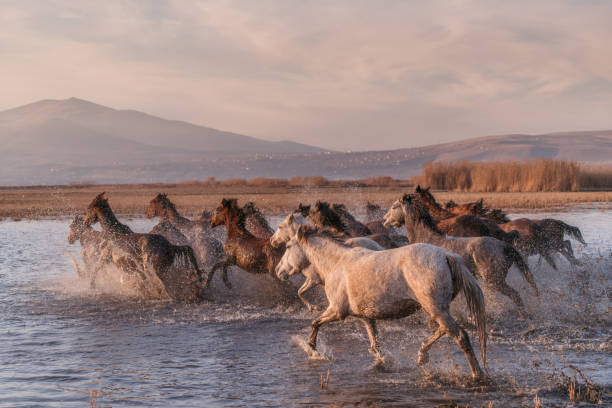 istock Wild Horses running in water 913457004