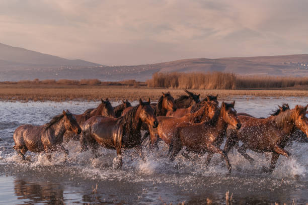 istock Wild Horses running in water 913457834