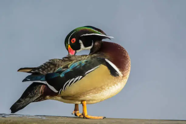 WoodDuck resting and cleaning itself.
