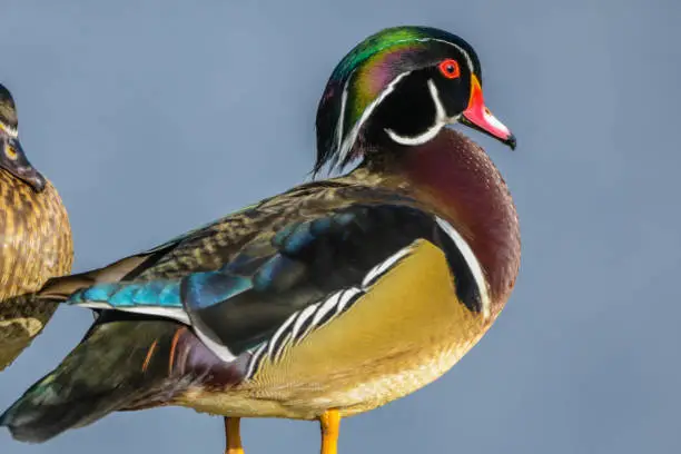 WoodDuck resting and cleaning itself.