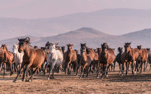 istock Wild Horses running in mountain 913461026