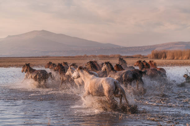 Wild Horses running in water