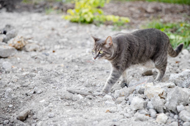 istock gray cat in the garden 913461964