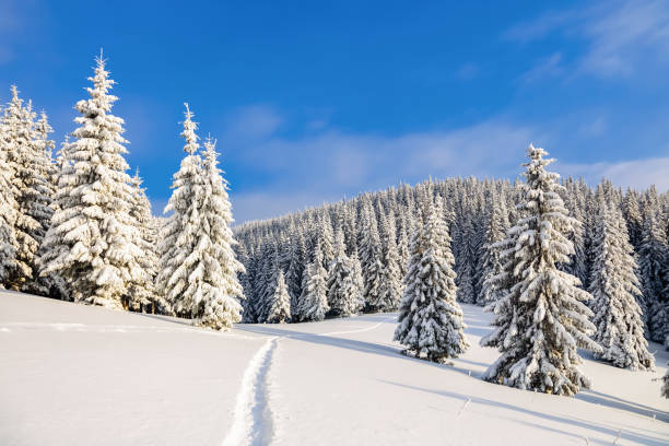 istock Powdered with snow tall fir-trees silently contemplate a daredevil who makes a path through in the winter cold day. Bemused Christmas trees under covered with snowflakes. 913462318