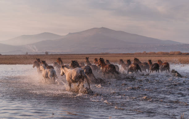 istock Wild Horses running in water 913462770