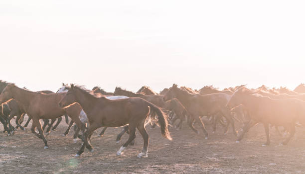 istock Wild Horses running in mountain 913465110
