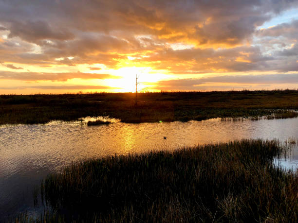 istock sunset in the swamps 913466888