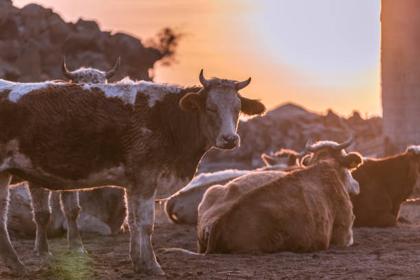 Cows on the farm in Anatolia by sunset Cows on the farm in Anatolia by sunset dairy producer stock pictures, royalty-free photos & images