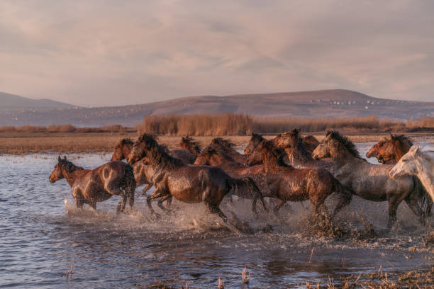 istock Wild Horses running in water 913470460