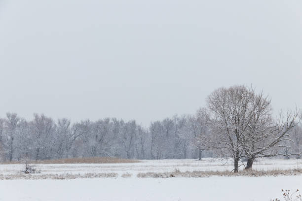 istock Winter rural landscape with snowy meadow and trees covered with snow 913470842