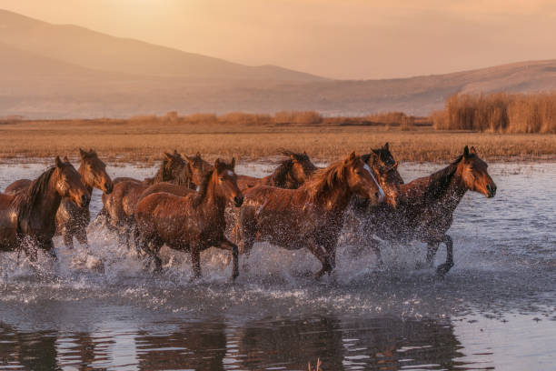 istock Wild Horses running in water 913470858