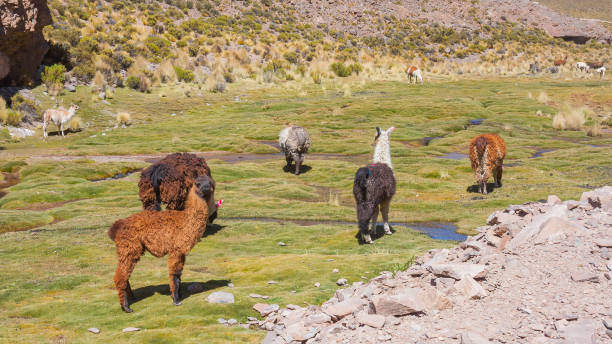 istock Llama of Bolivia 913471310