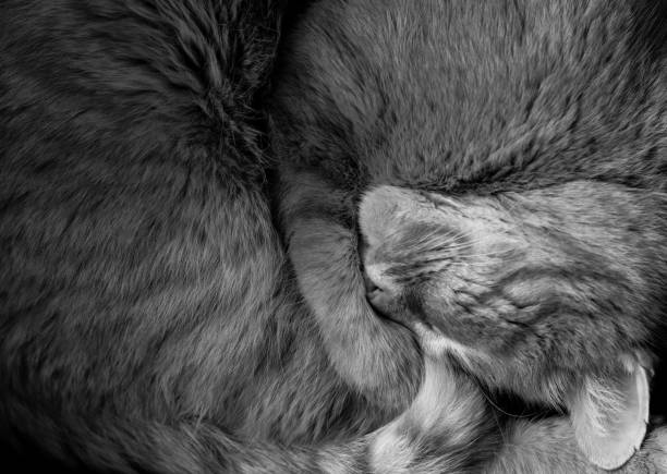 istock The cute Arthur cat is sleeping soundly 913471386