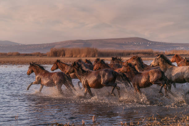 istock Wild Horses running in water 913473830