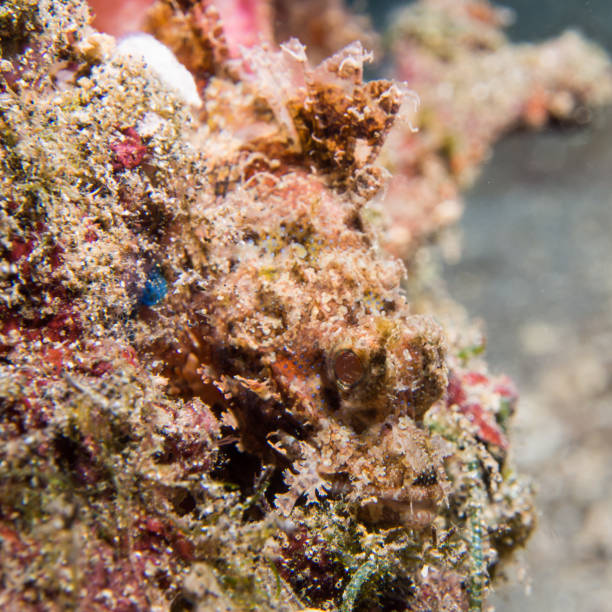 istock Scorpion Fish at Bunaken 913474780