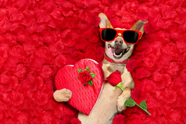 istock valentines dog   with  rose petals 913475752