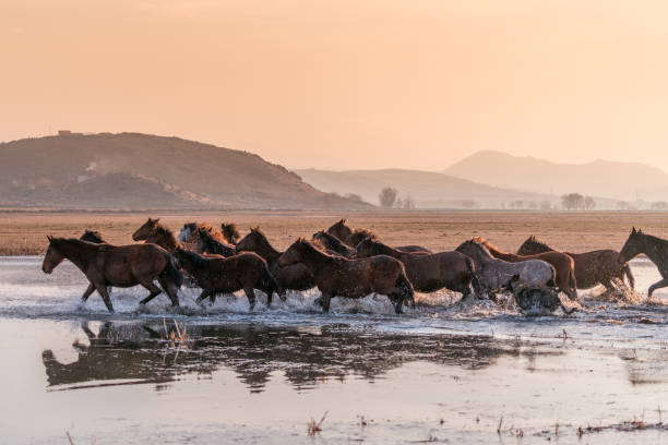 istock Wild Horses running in water 913476032