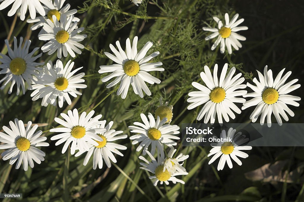 Camomiles - Foto de stock de Amarelo royalty-free