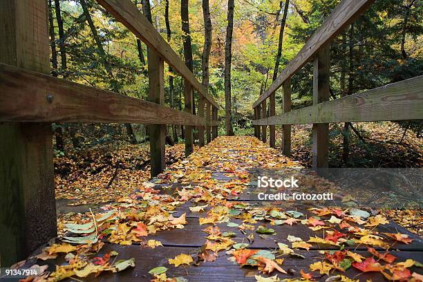 Bosque De Otoño Foto de stock y más banco de imágenes de Aire libre - Aire libre, Arcada, Barranco