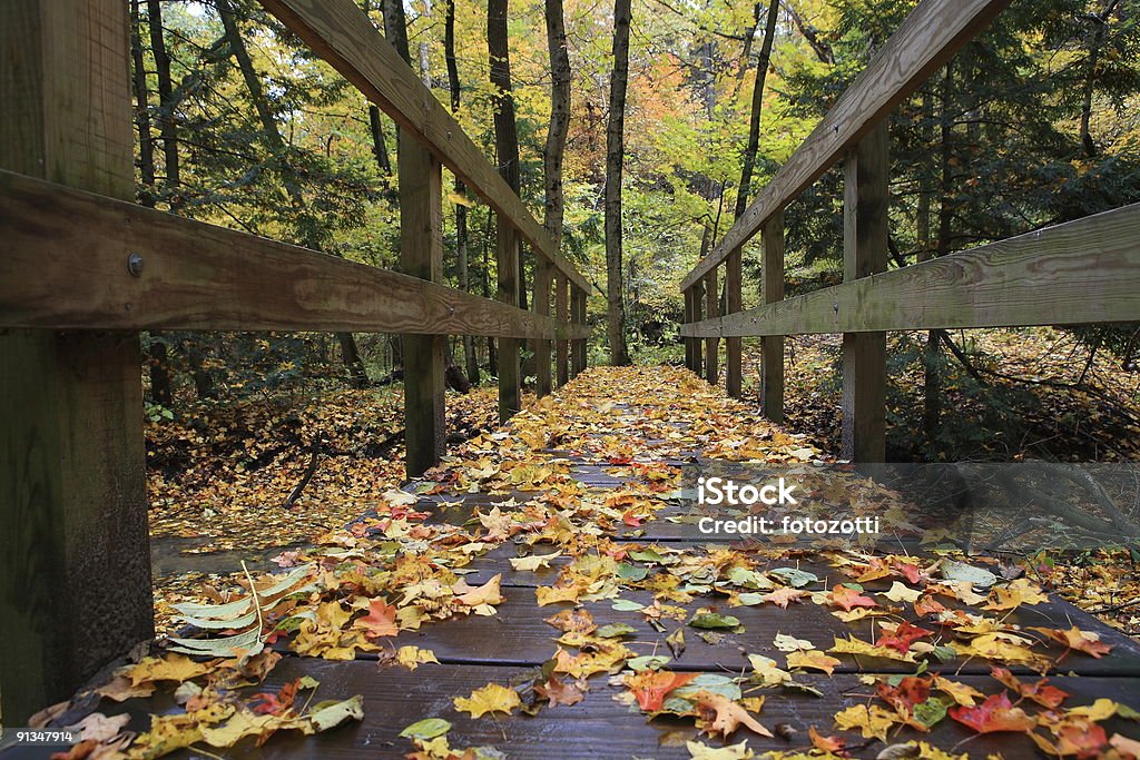 Foresta d'autunno - Foto stock royalty-free di Albero