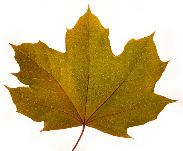 Gros plan de la feuille d'érable - Photo