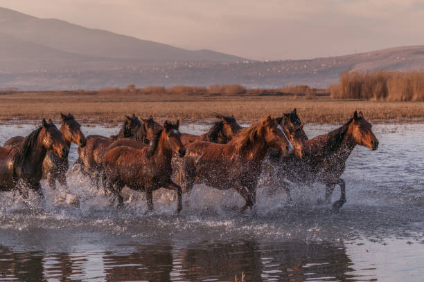 istock Wild Horses running in water 913481020