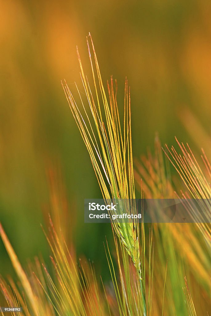 Orecchie di grano, close-up - Foto stock royalty-free di Acerbo