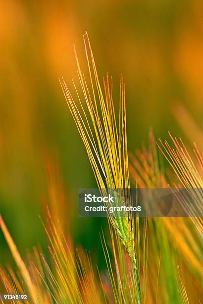 Orecchie Di Grano Closeup - Fotografie stock e altre immagini di Acerbo - Acerbo, Agricoltura, Ambientazione esterna