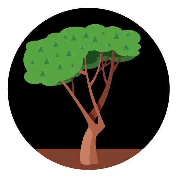 Vector illustration of Italy Pine