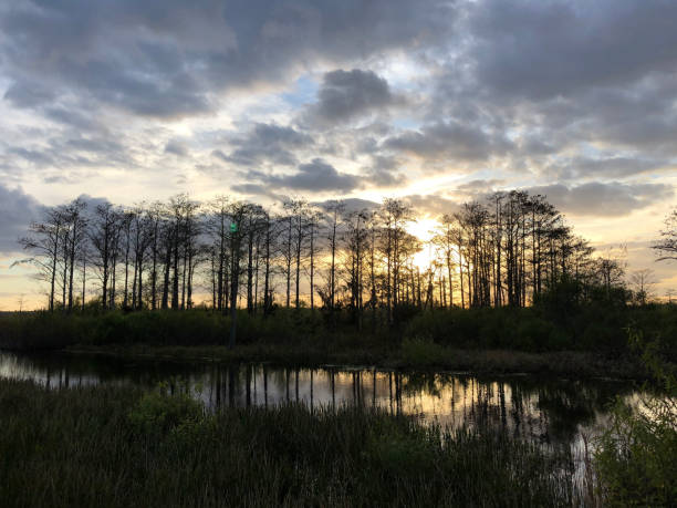 istock sunset in the swamps 913482162