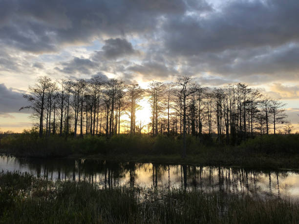 istock sunset in the swamps 913482712
