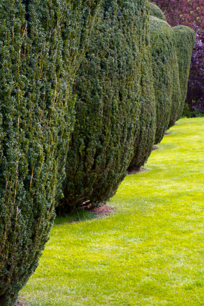 istock A row of neat garden trees 913483000