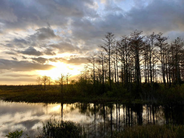 istock sunset in the swamps 913483582