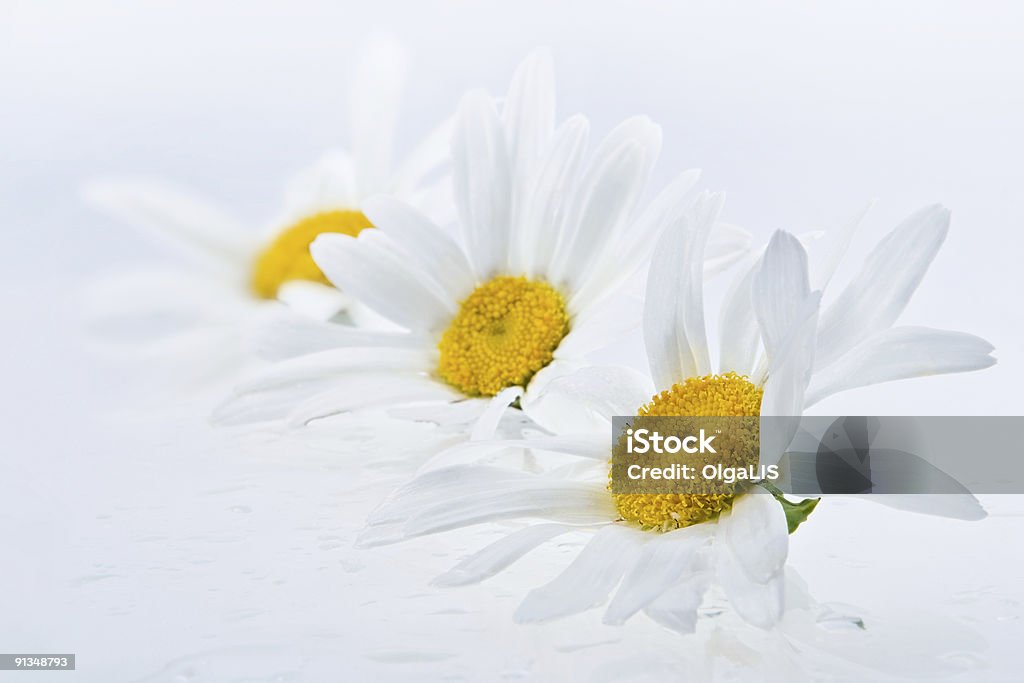 Wet Gänseblümchen heads - Lizenzfrei Abstrakt Stock-Foto