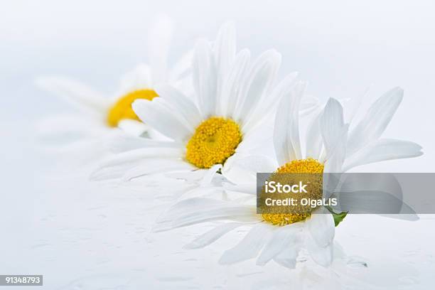 Wet Gänseblümchen Heads Stockfoto und mehr Bilder von Abstrakt - Abstrakt, Baumblüte, Bildhintergrund