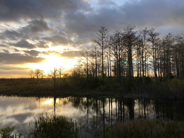istock sunset in the swamps 913488152