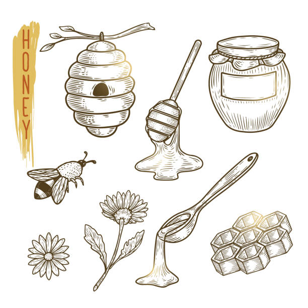 Set of honey elements. Vector sketch of sweet organic product isolated on background. Set of honey elements include hive, pot, honeycomb, bee, flower and spoon. Vector sketch of sweet organic product. Outline icons are use as label, logo, emblem for advertising organic products. honeycombs clip art stock illustrations