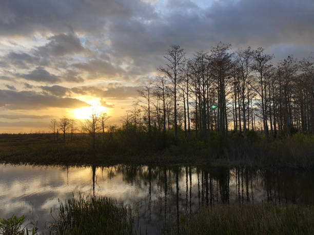 istock sunset in the swamps 913488362