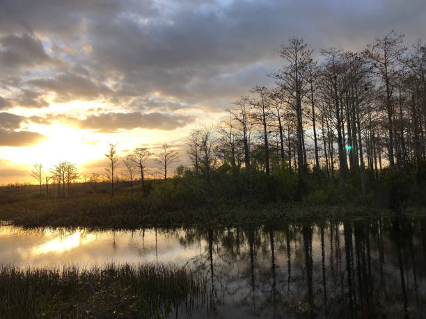 istock sunset in the swamps 913488444