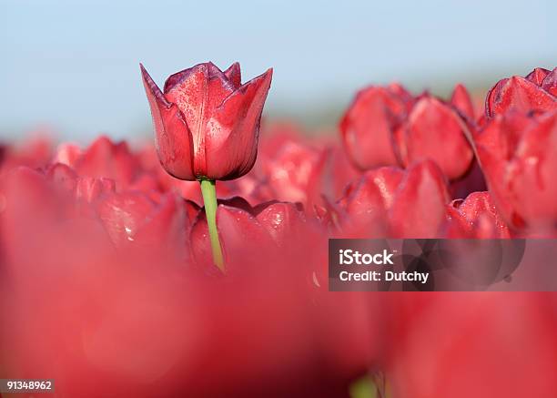 Tulipani Luminoso Rosso - Fotografie stock e altre immagini di Affari - Affari, Agricoltura, Ambientazione esterna