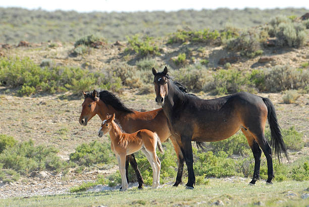 A mare wild horse and her foal stand in a North Dakota meadow.  The mother is feeding on grass.  Taken in Theodore Roosevelt National Park.