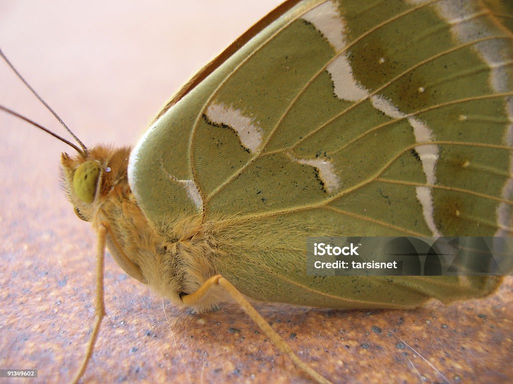 Green butterfly  Butterfly - Insect Stock Photo