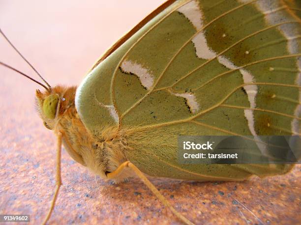 Green Butterfly Stock Photo - Download Image Now - Butterfly - Insect, Close To, Closed