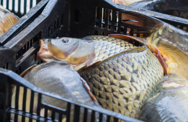 Live fish in box on market in Sochi in Russia